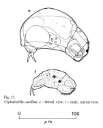 Cephalodella catellina