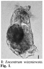 Cephalodella catellina