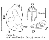 Cephalodella catellina