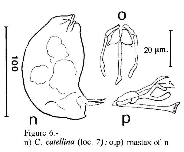 Cephalodella catellina Cephalodella catellina