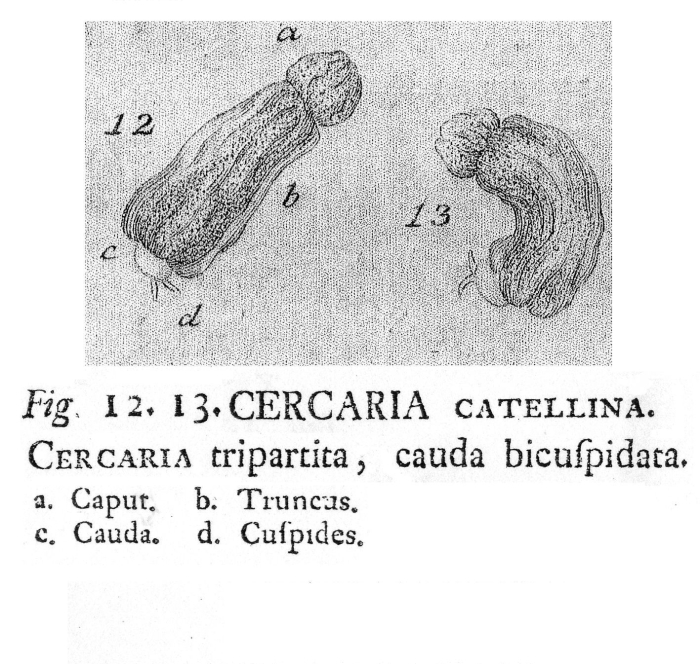 Cephalodella catellina - Original description image