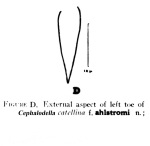 Cephalodella catellina f. ahlstromi - Original description image