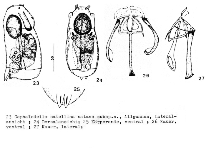 Cephalodella catellina natans - Original description image