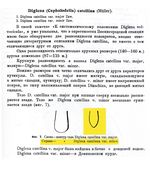 Cephalodella catellina var. minor - Original description image