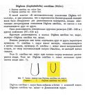 Cephalodella catellina var. minor - Original description image