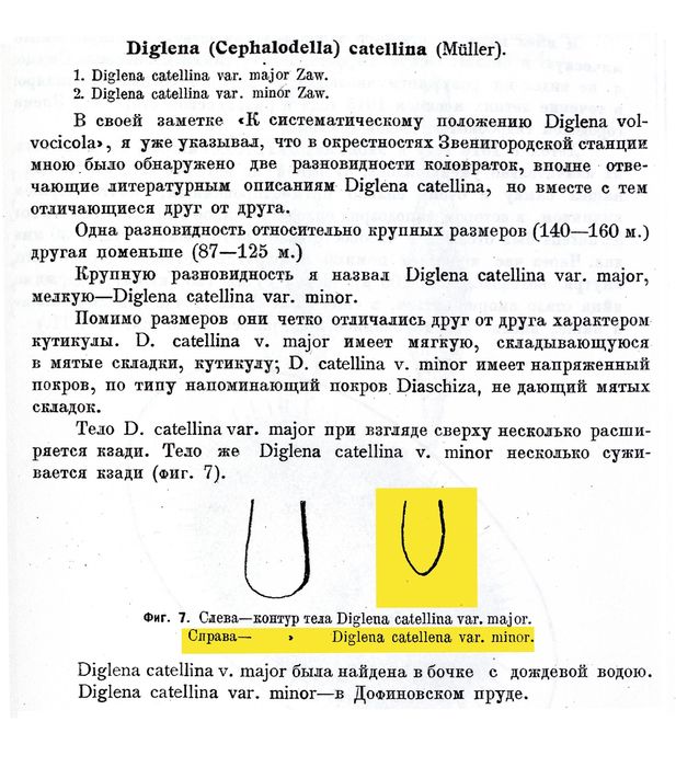 Cephalodella catellina var. minor - Original description image