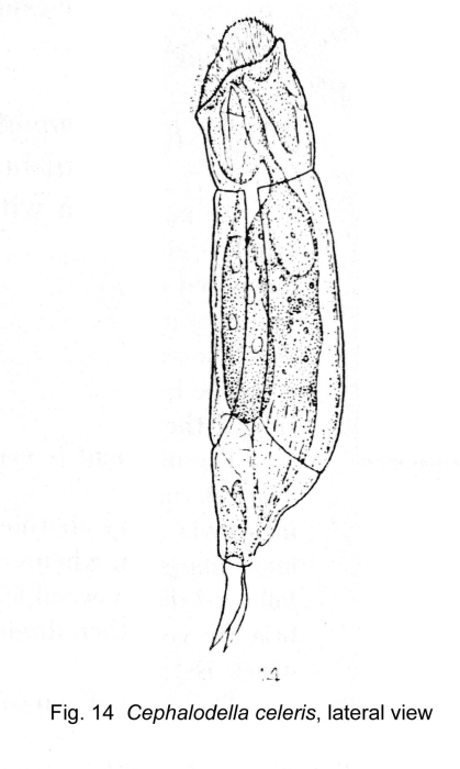 Cephalodella celeris - Original description image