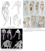 Cephalodella changdensis - Original description image