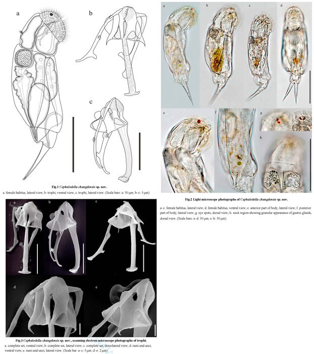 Cephalodella changdensis - Original description image
