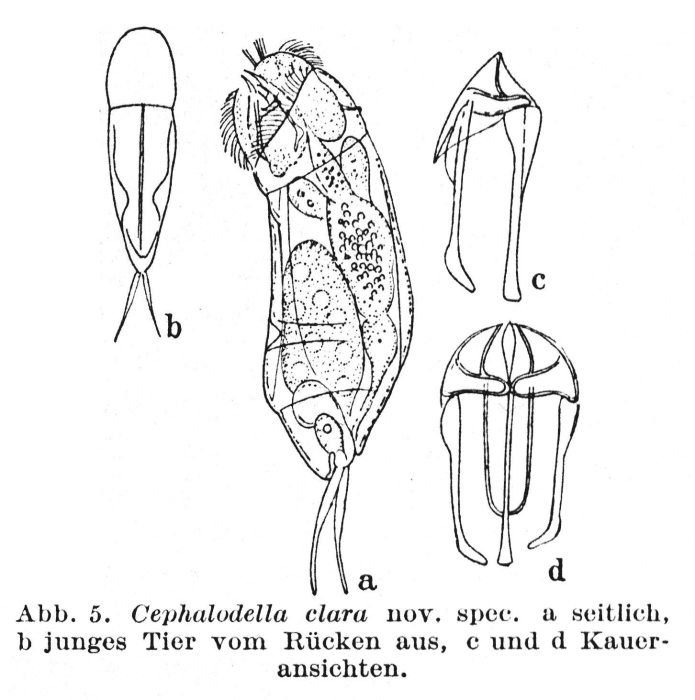 Cephalodella clara - Original description image