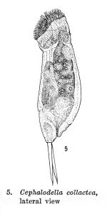 Cephalodella collactea - Original description image