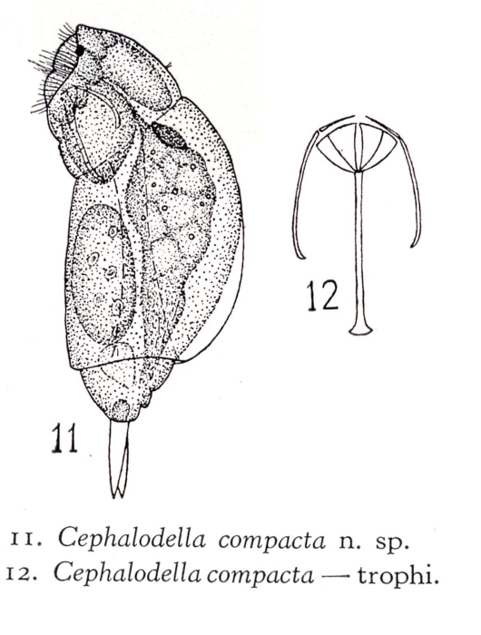 Cephalodella compacta - Original description image