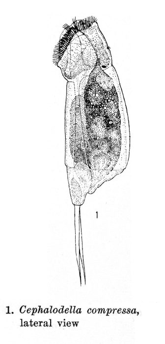 Cephalodella compressa - Original description image