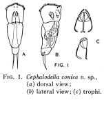 Cephalodella conica - Original description image