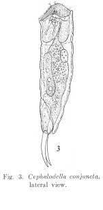 Cephalodella conjuncta - Original description image