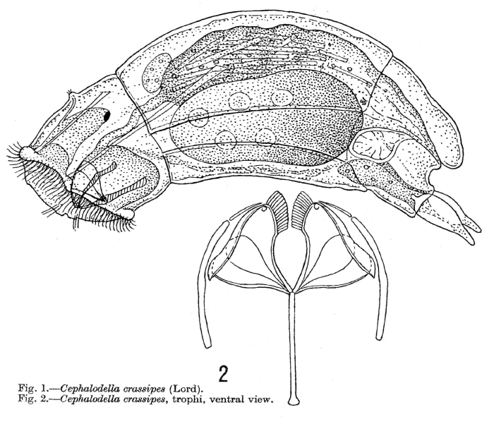 Cephalodella crassipes
