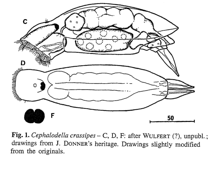 Cephalodella crassipes
