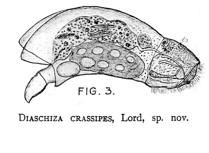 Cephalodella crassipes - Original description image