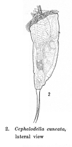 Cephalodella cuneata - Original description image