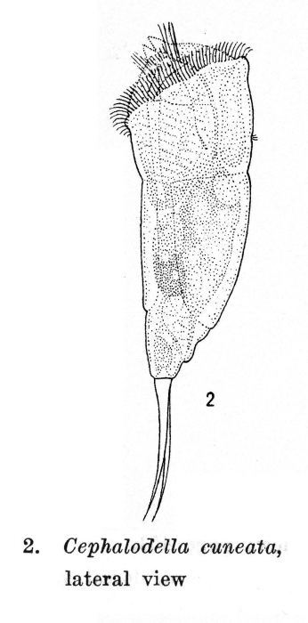 Cephalodella cuneata - Original description image