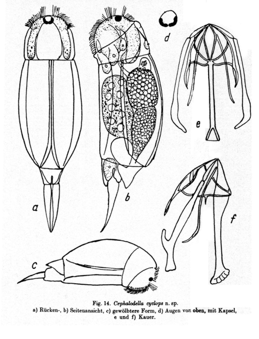 Cephalodella cyclops - Original description image