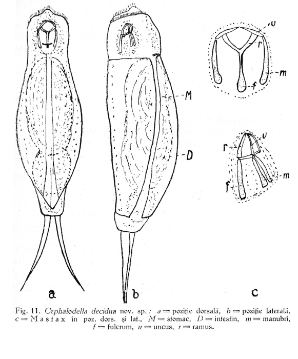 Cephalodella decidua - Original description image