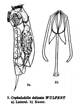 Cephalodella delicata