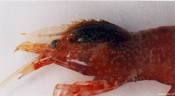 Spirontocaris lilljeborgii (Danielssen, 1859) Spirontocaris lilljeborgii (Danielssen, 1859)
