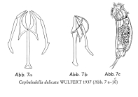 Cephalodella delicata