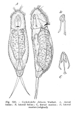 Cephalodella delicata