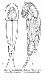 Cephalodella delicata