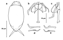 Cephalodella delicata