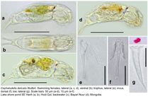 Cephalodella delicata
