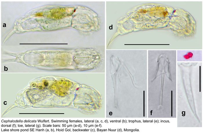 Cephalodella delicata