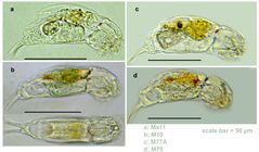 Cephalodella delicata
