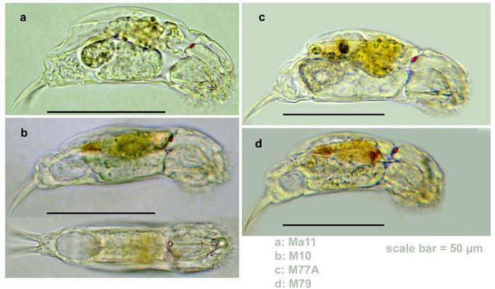 Cephalodella delicata Cephalodella delicata