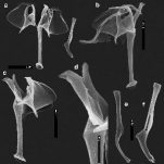 Cephalodella delicata