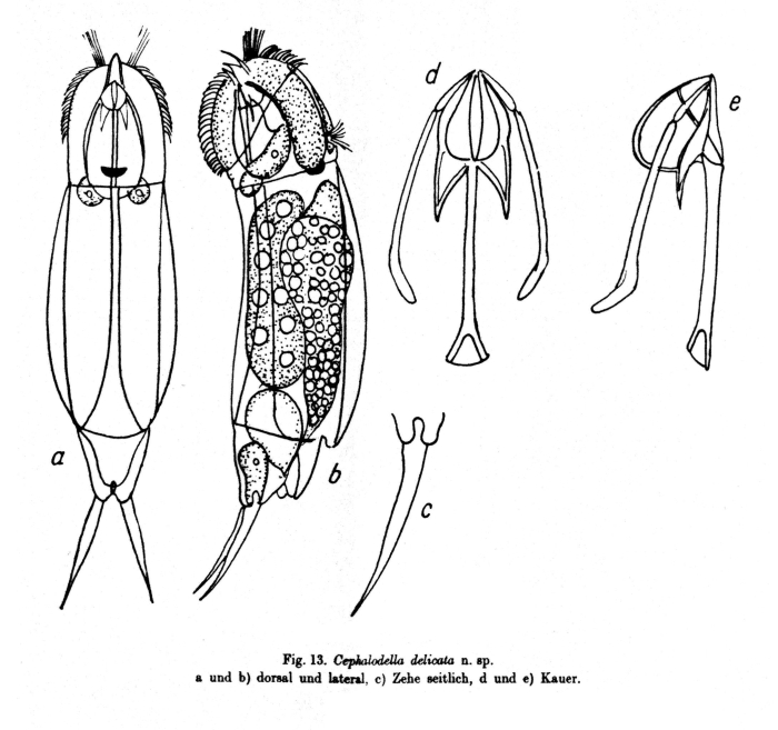 Cephalodella delicata - Original description image