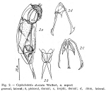 Cephalodella dentata