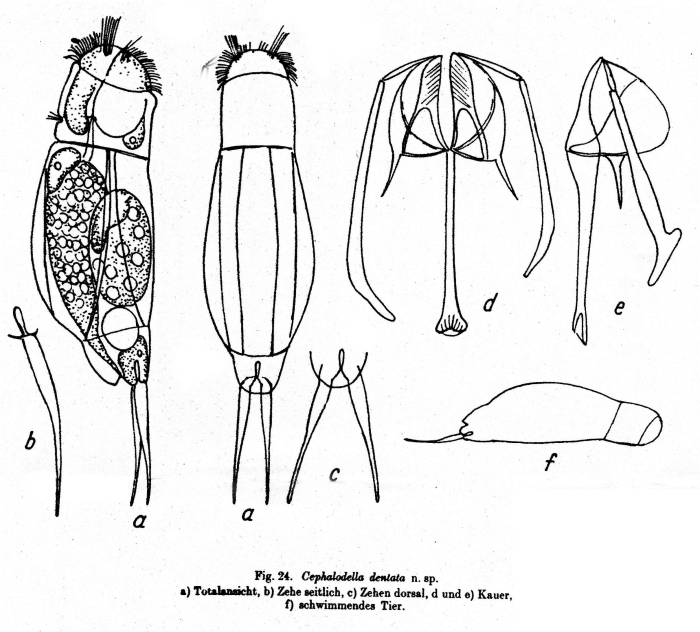 Cephalodella dentata - Original description image