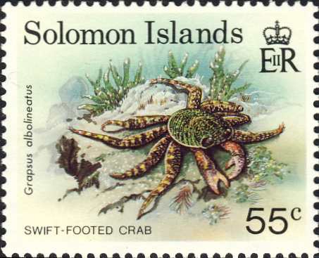 Grapsus albolineatus