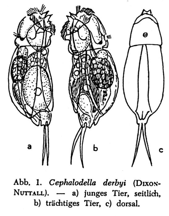 Cephalodella derbyi