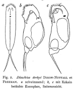 Cephalodella derbyi