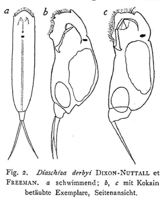 Cephalodella derbyi