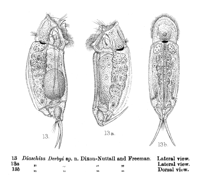 Cephalodella derbyi - Original description image