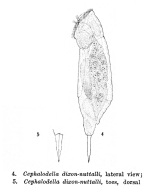 Cephalodella dixonnuttalli - Original description image