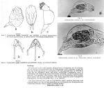 Cephalodella donneri - Original description image