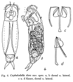 Cephalodella dora - Original description image