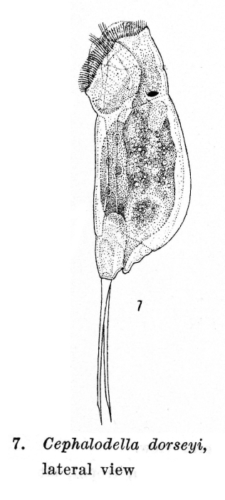 Cephalodella dorseyi - Original description image