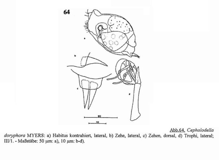 Cephalodella doryphora